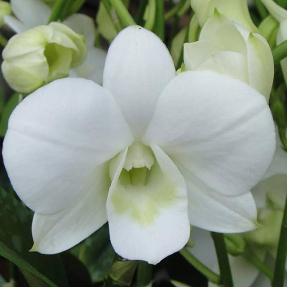 Seeds Ville Dendrobium White Dove Live Orchid Plant