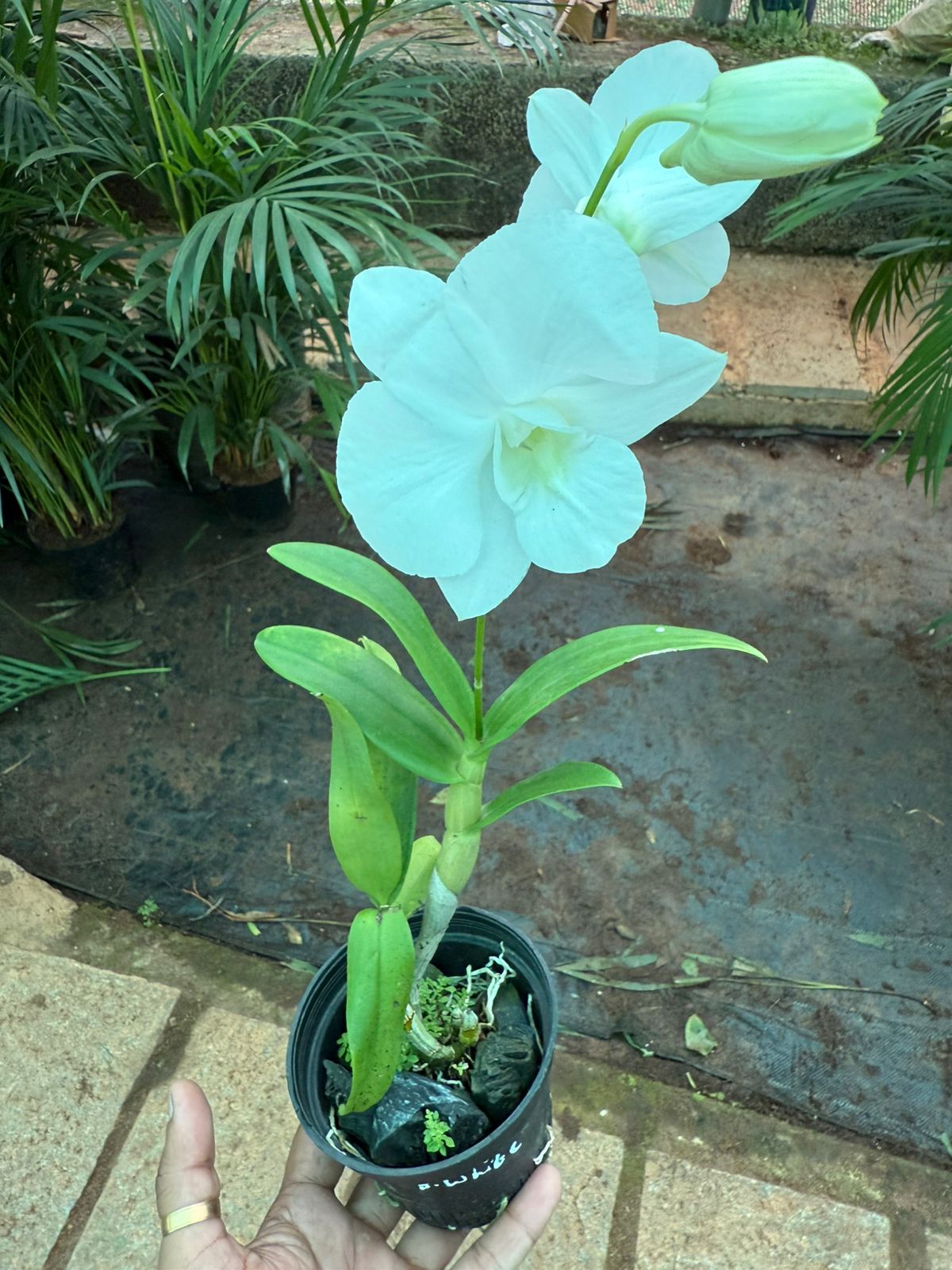 Seeds Ville Dendrobium White Dove Live Orchid Plant