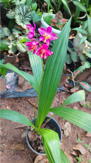 Seeds Ville Spathoglottis Plicata Ground Orchid Live Plant