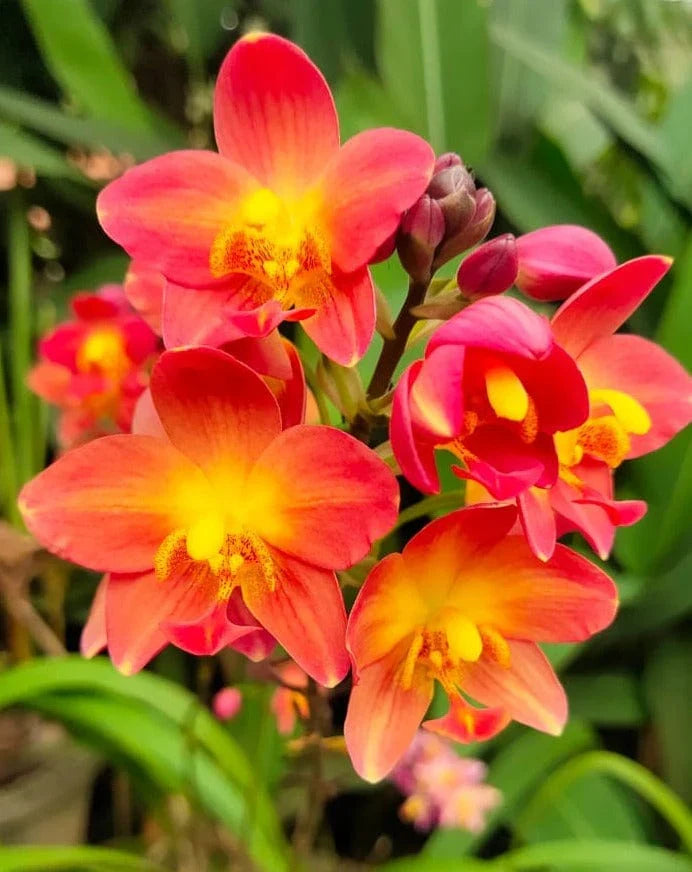 Seeds Ville Spathoglottis Plicata Red Ground Orchid Plant