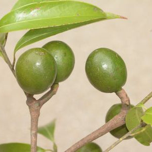 Ashwini Nakshatra Kaanjiram Strychnos Nux Vomica Sacred Tree Live Plant
