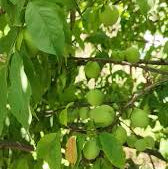 Ashwini Nakshatra Kaanjiram Strychnos Nux Vomica Sacred Tree Live Plant