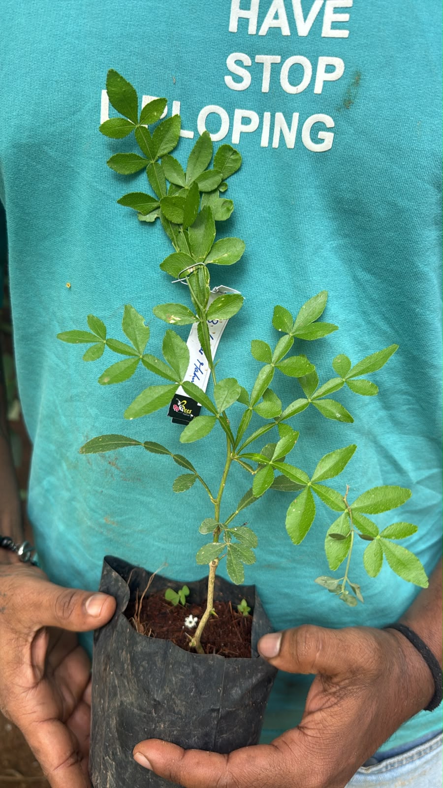 Seeds Ville 13 Leaves Raja Maha Vilvam Live Plant