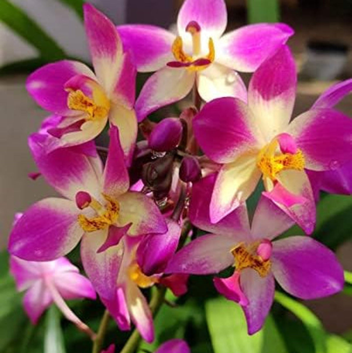Seeds Ville Spathoglottis Plicata Ground Orchid Live Plant
