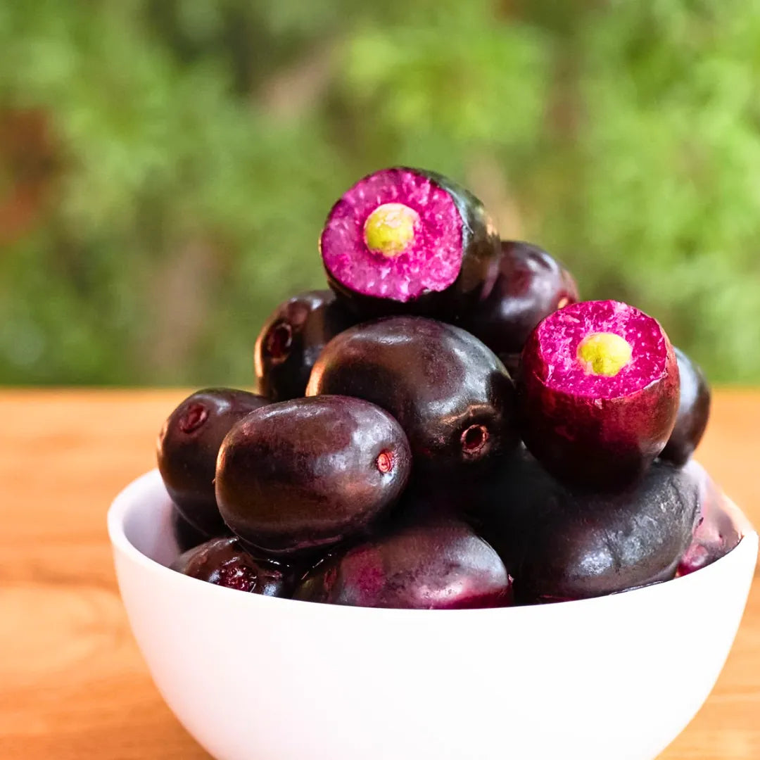 Seeds Ville Rohini Nakshatra Black Jamun Syzygium Cumini Live Plant