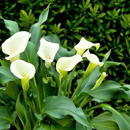 Seeds Ville White Calla Lily Live Plant Zantedeschia Aethiopica