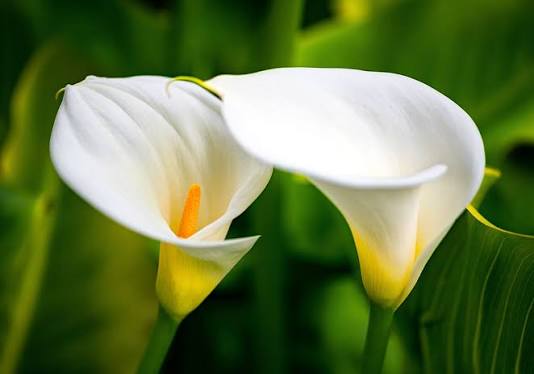 Seeds Ville White Calla Lily Live Plant Zantedeschia Aethiopica