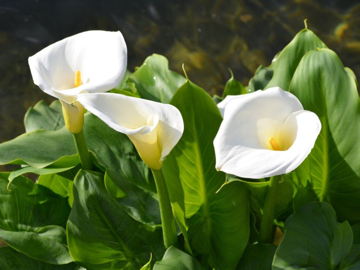Seeds Ville White Calla Lily Live Plant Zantedeschia Aethiopica