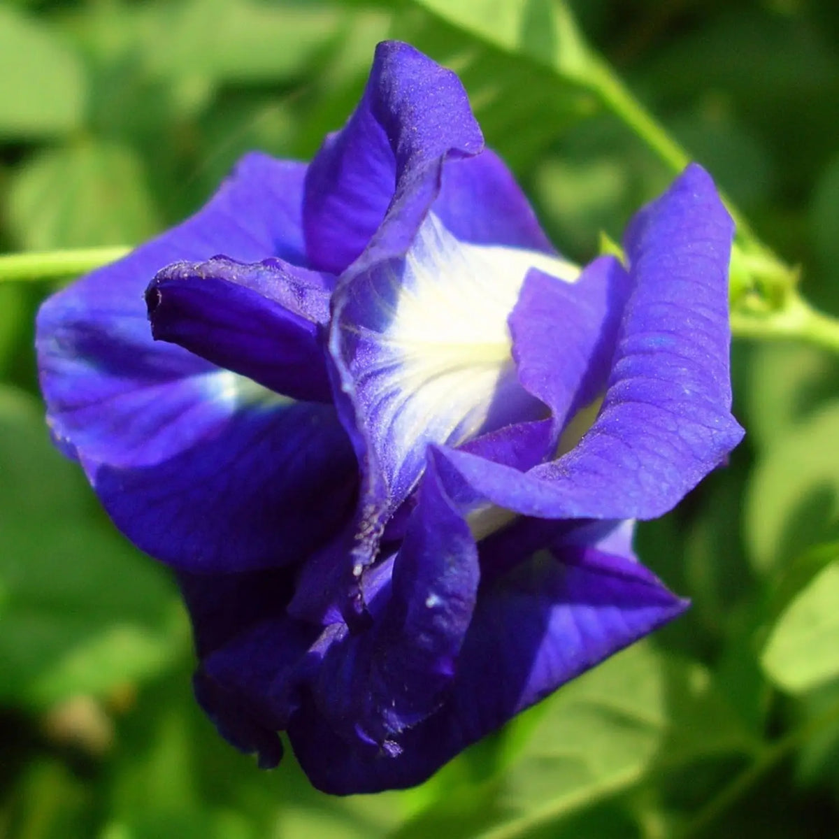 Seeds Ville Clitoria Ternatea Blue Multipetal Sangu Pushpam Live Plant