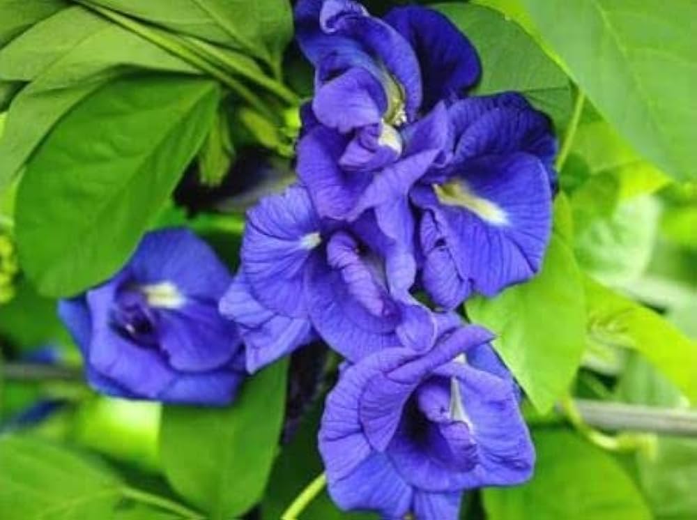 Seeds Ville Clitoria Ternatea Blue Multipetal Sangu Pushpam Live Plant