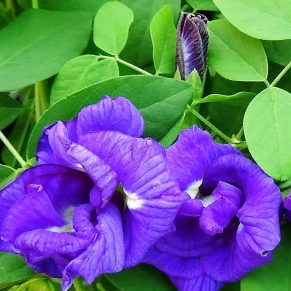Seeds Ville Clitoria Ternatea Blue Multipetal Sangu Pushpam Live Plant