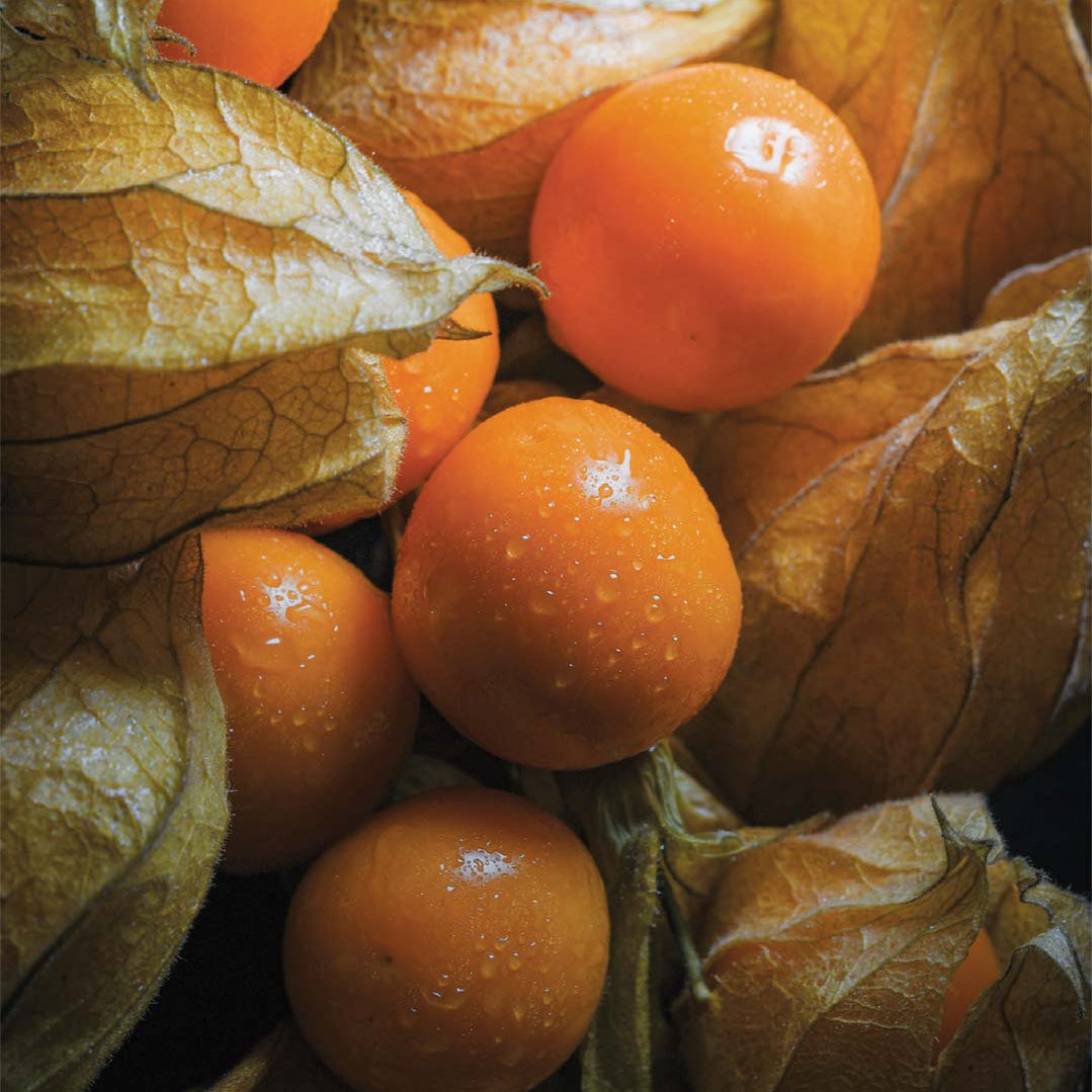 Seeds Ville Golden Berry Cape Gooseberry Live Plant