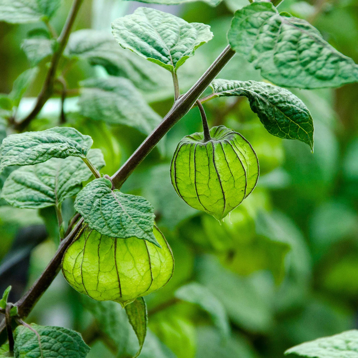 Seeds Ville Golden Berry Cape Gooseberry Live Plant