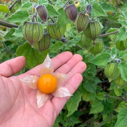 Seeds Ville Golden Berry Cape Gooseberry Live Plant