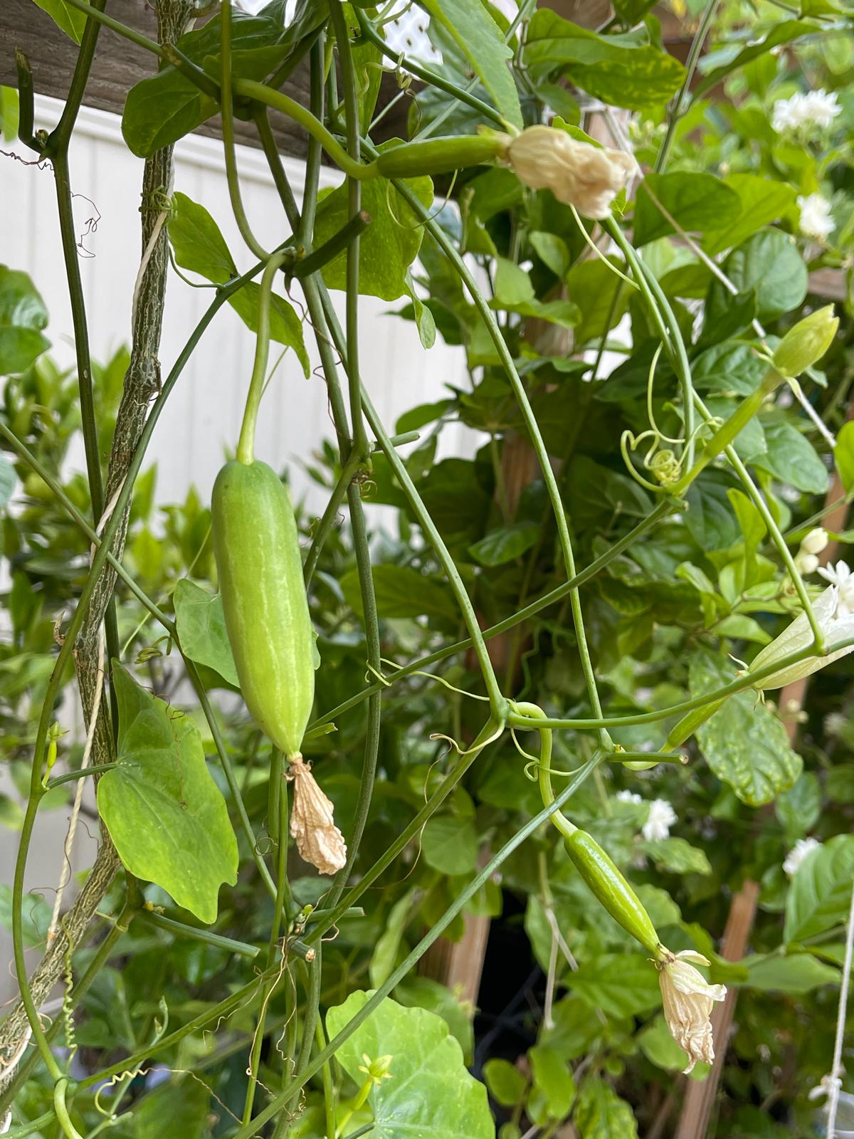 Seeds Ville Ivy Gourd Coccinia Grandis Medicinal Live Plant