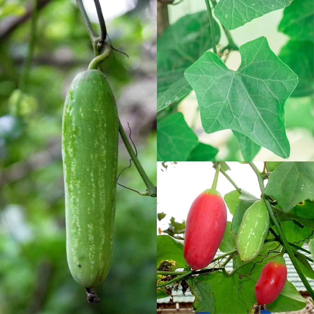 Seeds Ville Ivy Gourd Coccinia Grandis Medicinal Live Plant