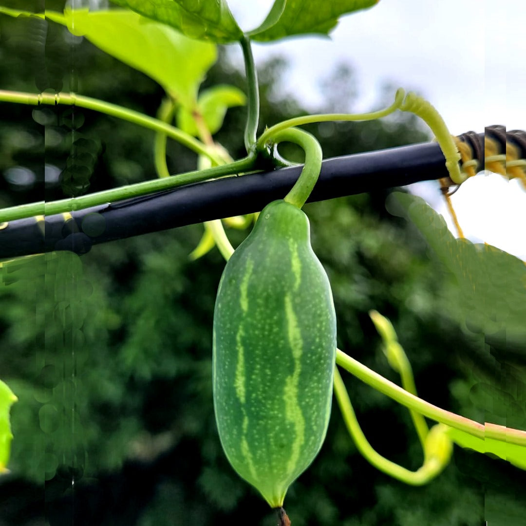 Seeds Ville Ivy Gourd Coccinia Grandis Medicinal Live Plant