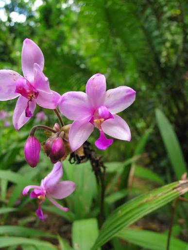 Seeds Ville Spathoglottis Plicata Pink Ground Orchid Live Plant
