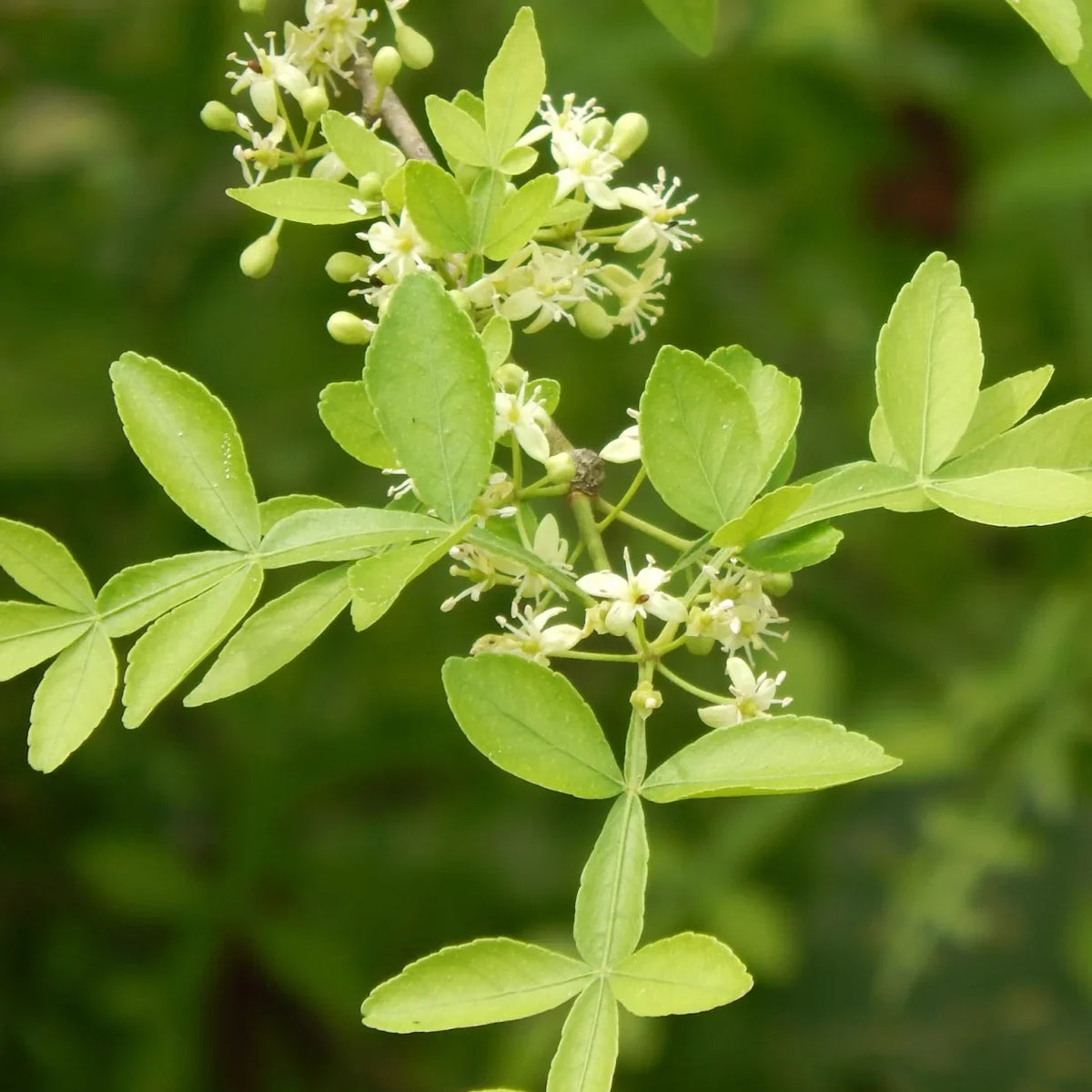 Seeds Ville 9 Leaves Maha Vilvam Bilva Live Plant