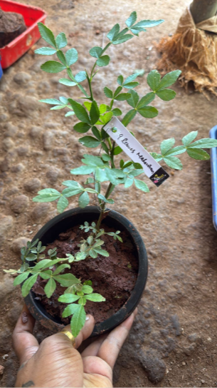 Seeds Ville 9 Leaves Maha Vilvam Bilva Live Plant