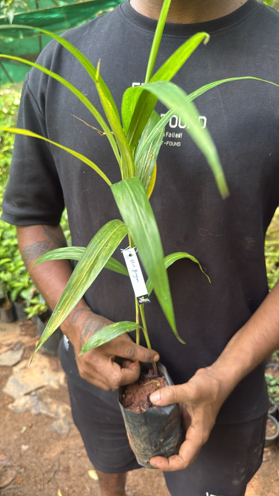 Seeds Ville Shell Ginger Flowering Live Plant