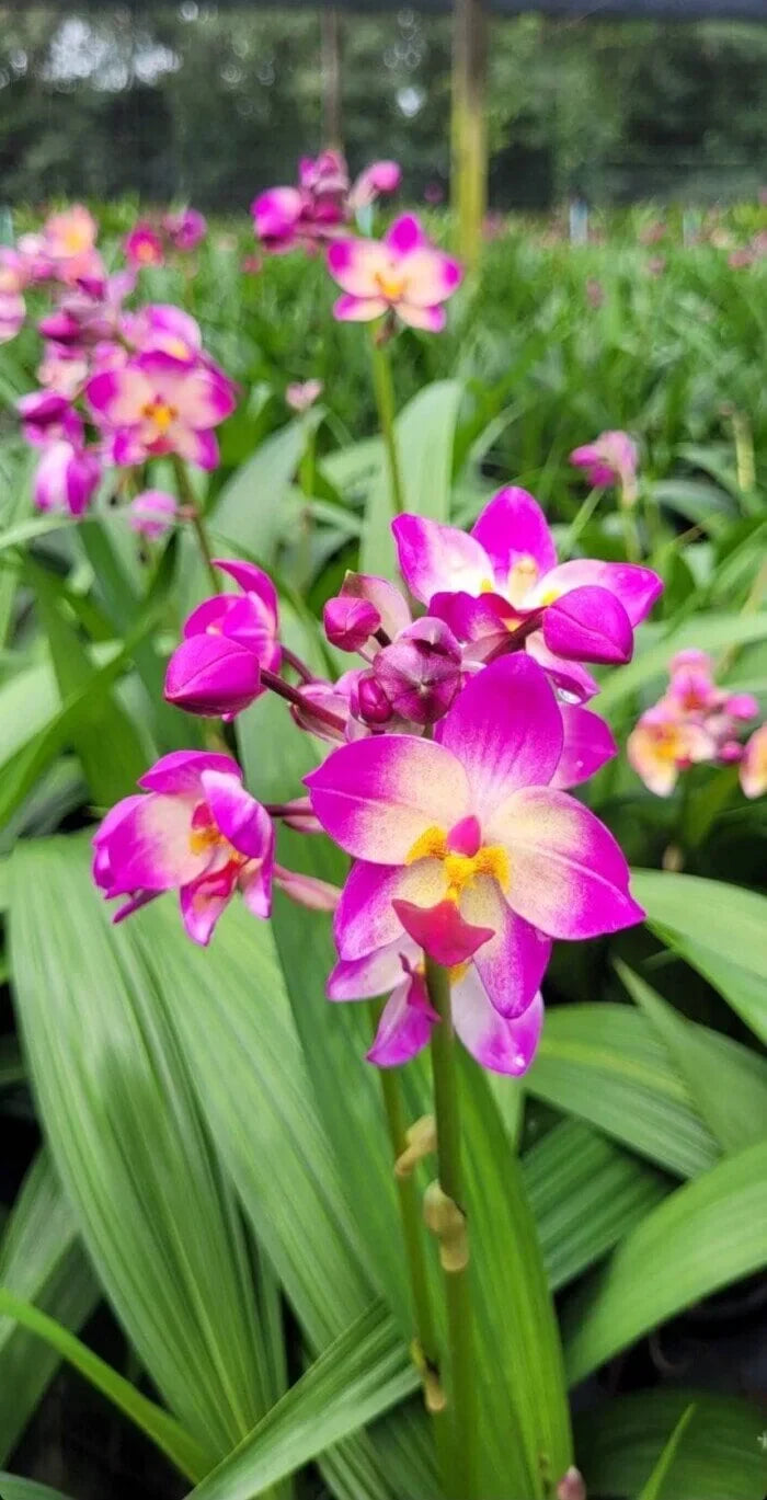 Seeds Ville Spathoglottis Plicata Ground Orchid Live Plant