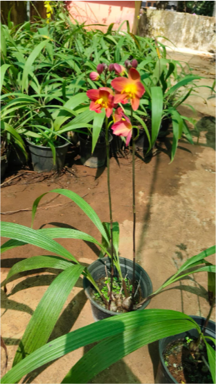 Seeds Ville Spathoglottis Plicata Red Ground Orchid Plant