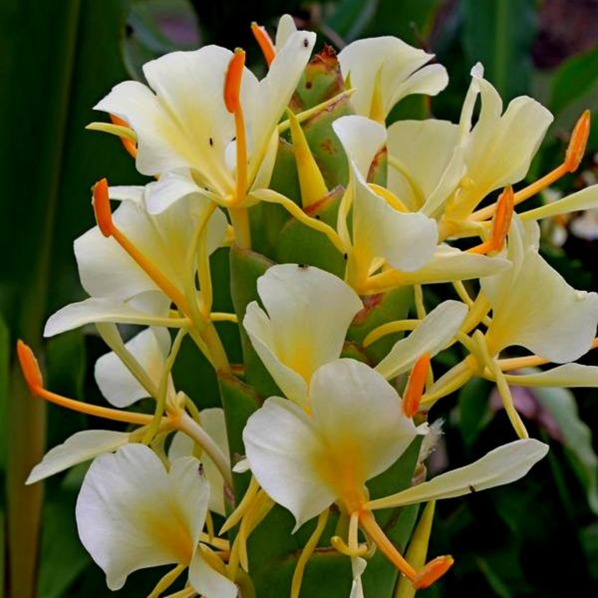 Seeds Ville Hedychium Yellow Fragrant Flowering Rare Live Plant