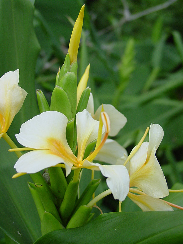 Seeds Ville Hedychium Yellow Fragrant Flowering Rare Live Plant