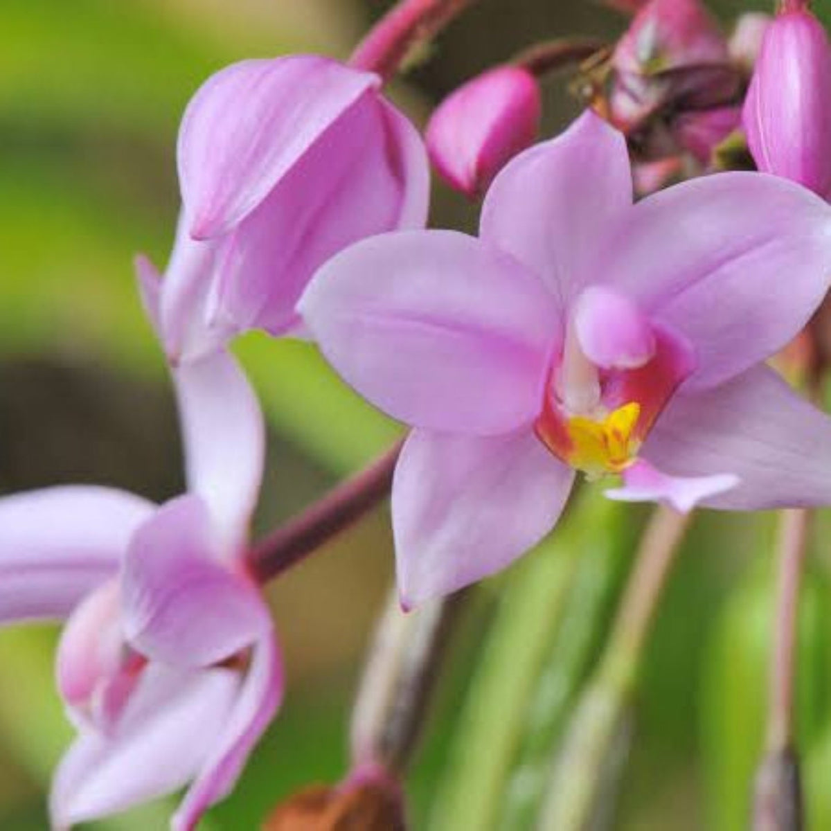 Seeds Ville Spathoglottis Plicata Pink Ground Orchid Live Plant