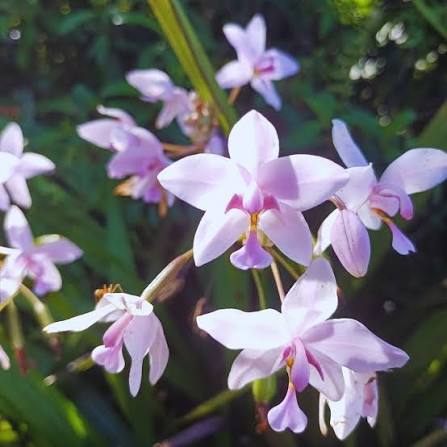 Seeds Ville Spathoglottis Plicata Pink Ground Orchid Live Plant