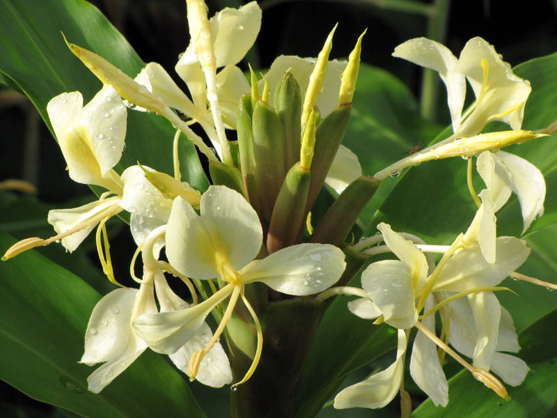 Seeds Ville Hedychium Yellow Fragrant Flowering Rare Live Plant
