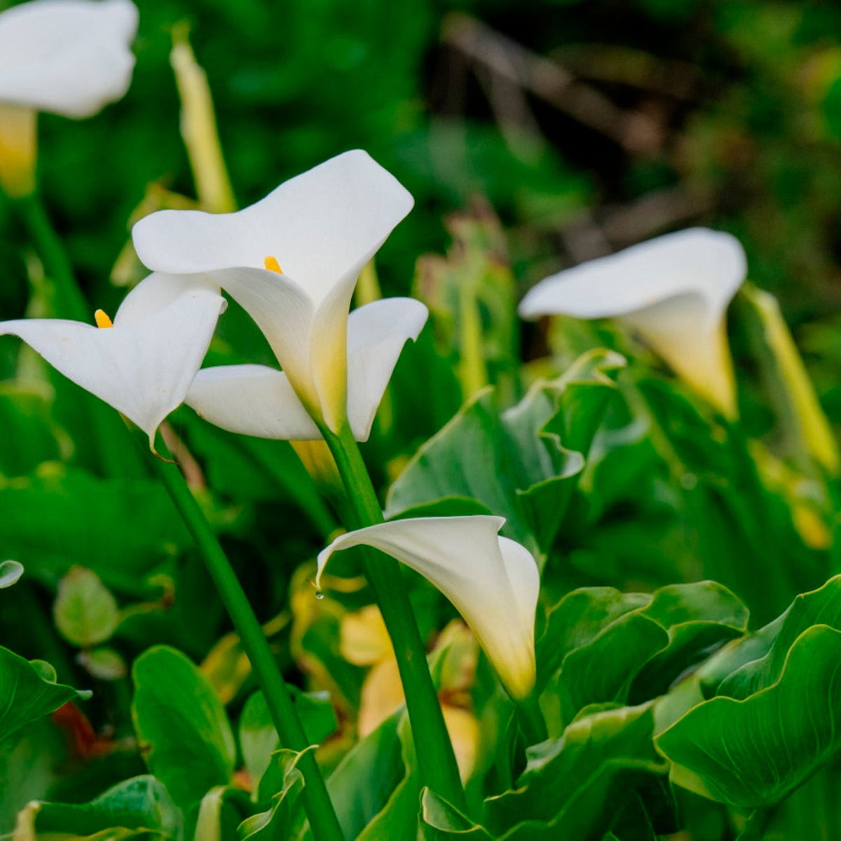Seeds Ville White Calla Lily Live Plant Zantedeschia Aethiopica