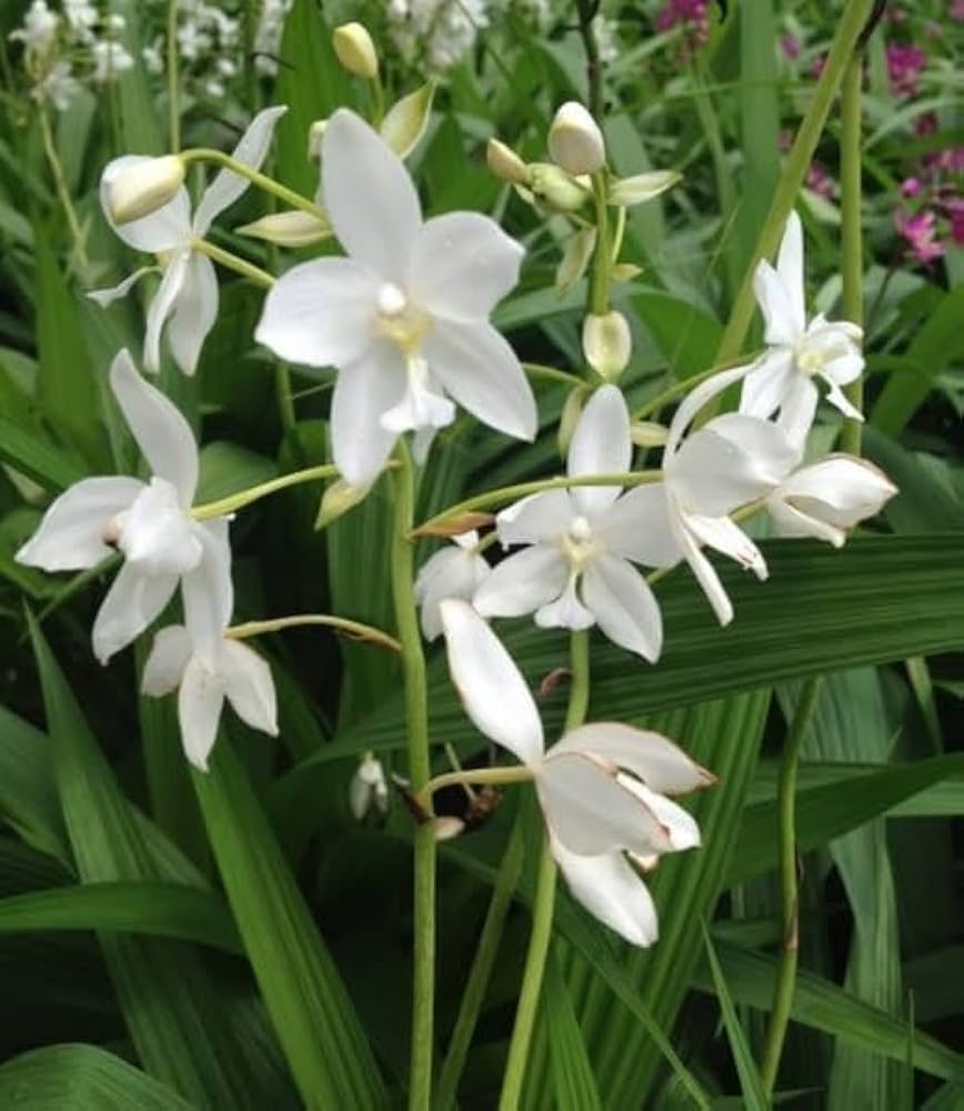 Seeds Ville Spathoglottis Plicata White Ground Orchid Live Plant