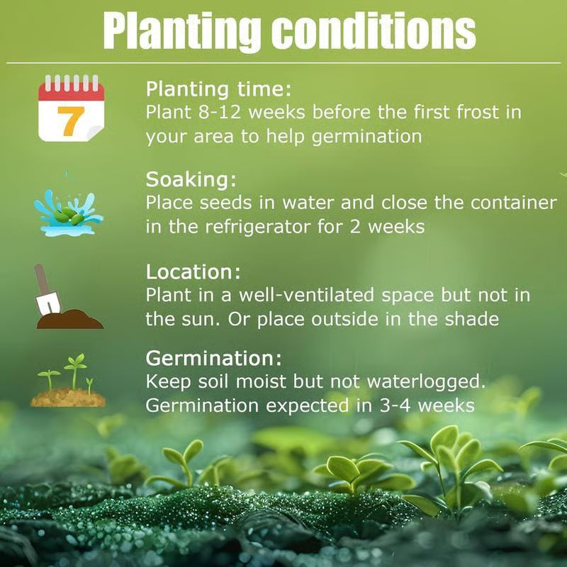 Black Hosta Seeds: Grow Lush Dark Foliage, Free Organic Pot Mix