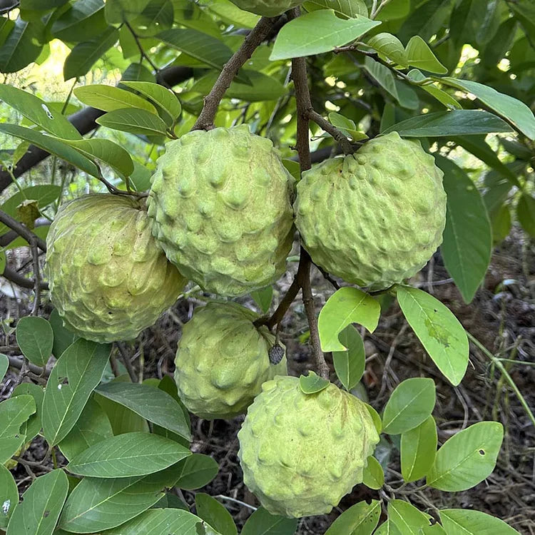 Premium Tropical Sugar Apple Seeds: Grow Delicious Sweetsop Custard Fruit at Home