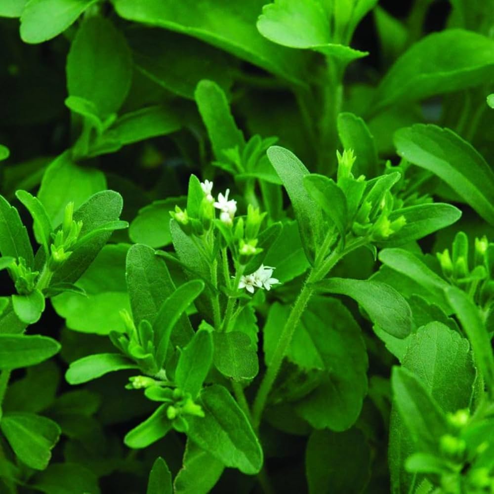 Seeds Ville Candy Leaf Stevia rebaudiana Live Plant