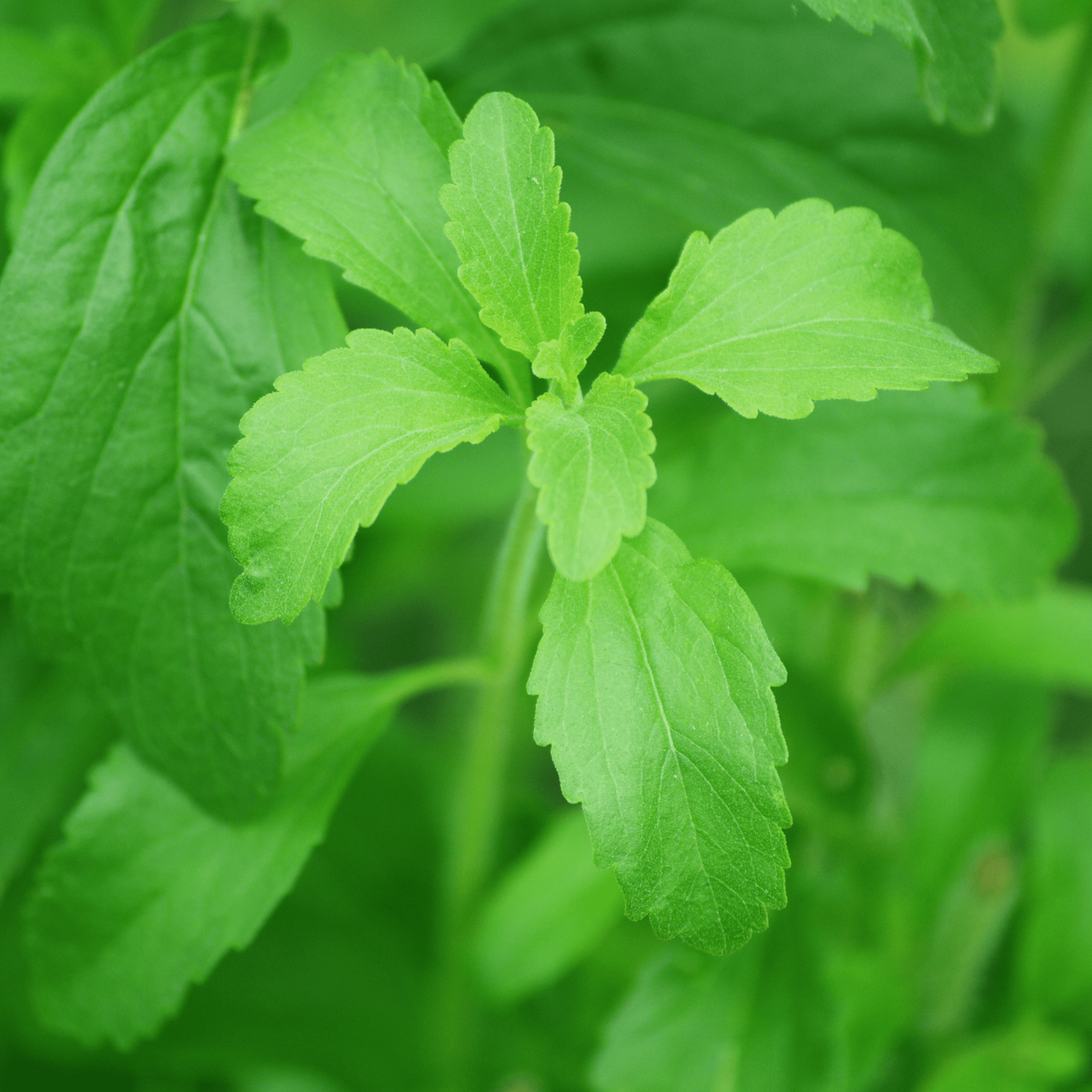 Seeds Ville Candy Leaf Stevia rebaudiana Live Plant