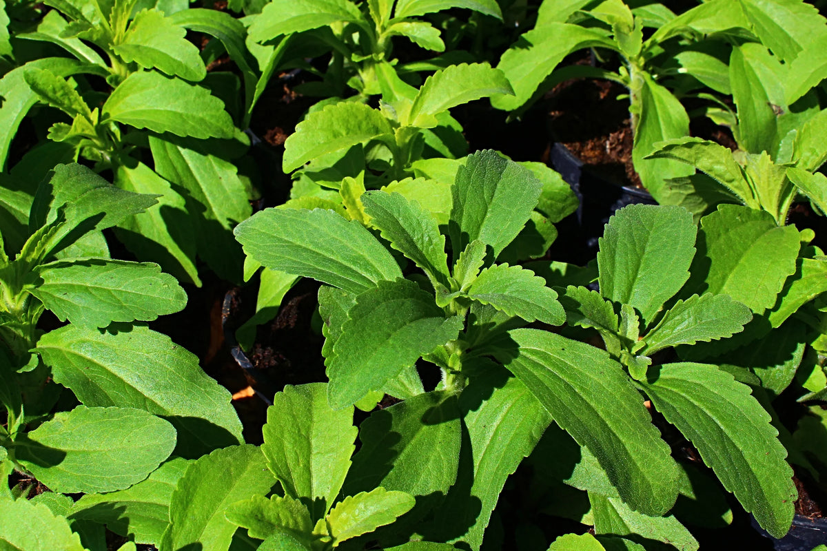 Seeds Ville Candy Leaf Stevia rebaudiana Live Plant