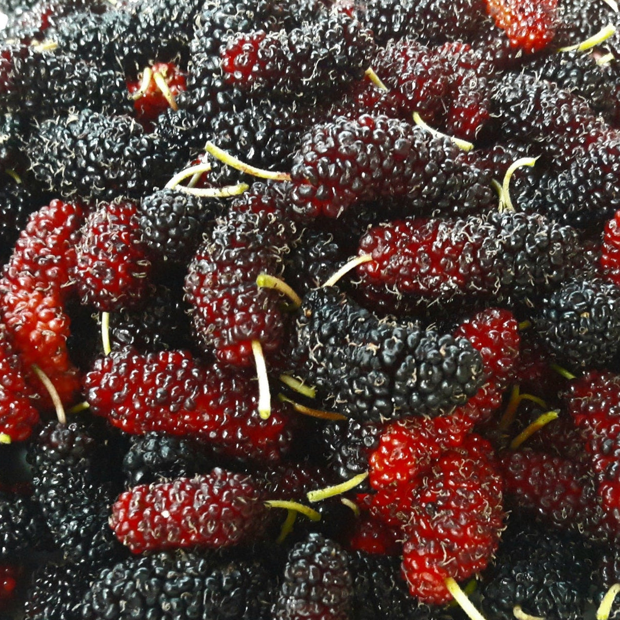 Chiang Mai 60 Mulberry Live Plant Large Sweet Berries Layered