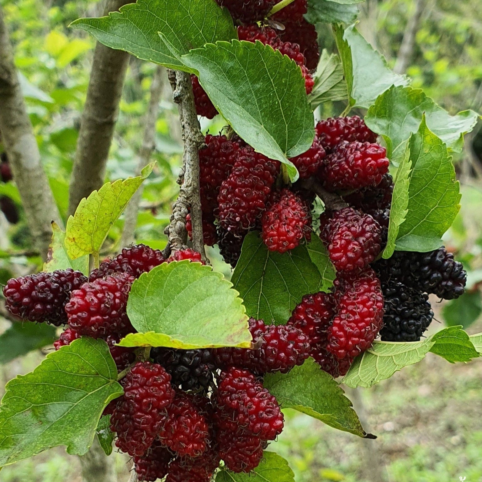 Chiang Mai 60 Mulberry Live Plant Large Sweet Berries Layered