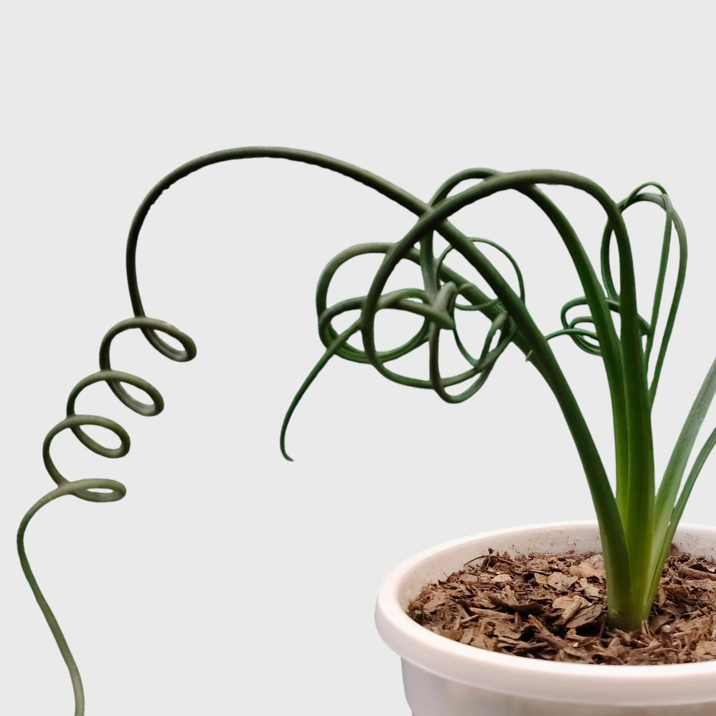 Seeds Ville Albuca Spiralis Frizzle Sizzle Corkscrew Succulent Plant