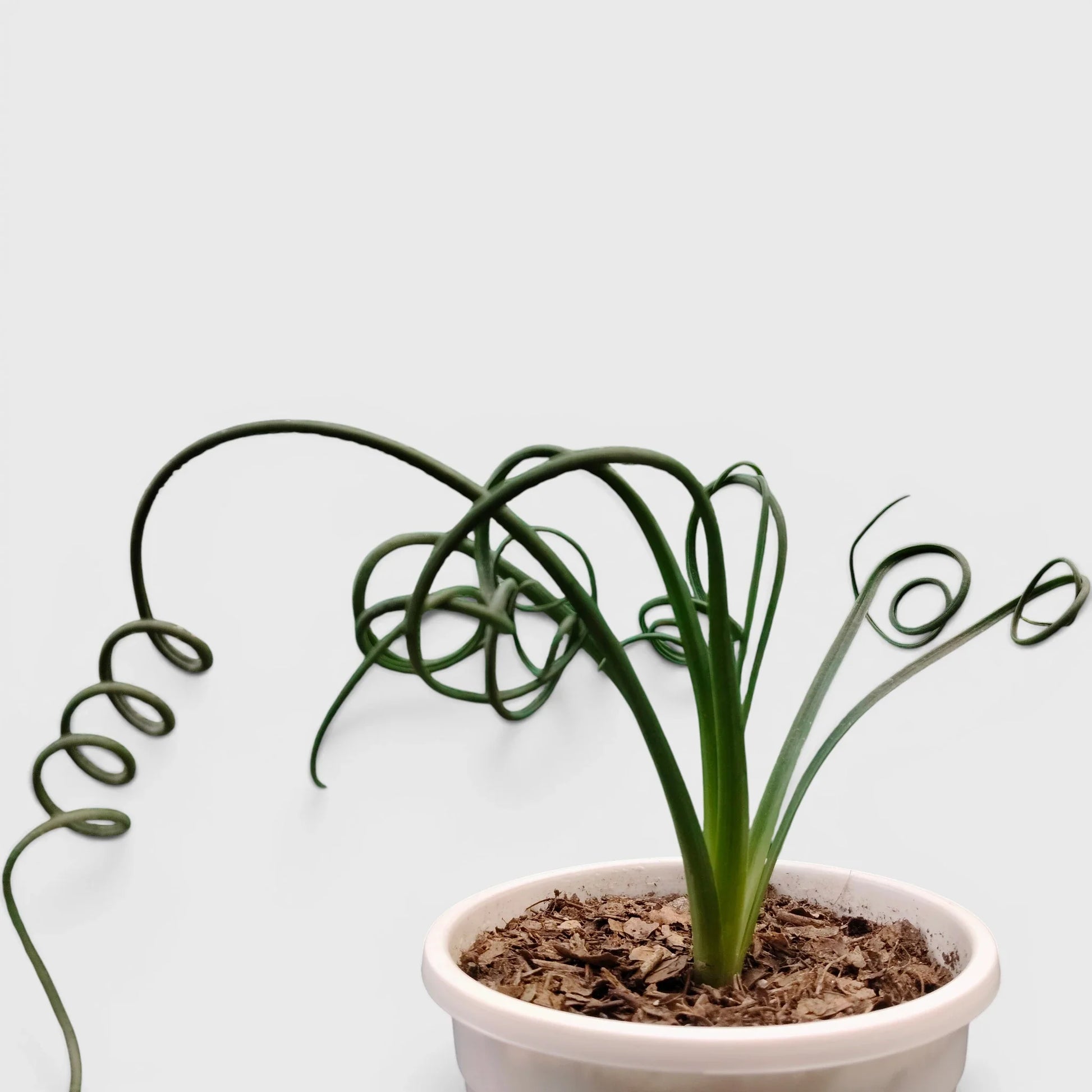 Seeds Ville Albuca Spiralis Frizzle Sizzle Corkscrew Succulent Plant