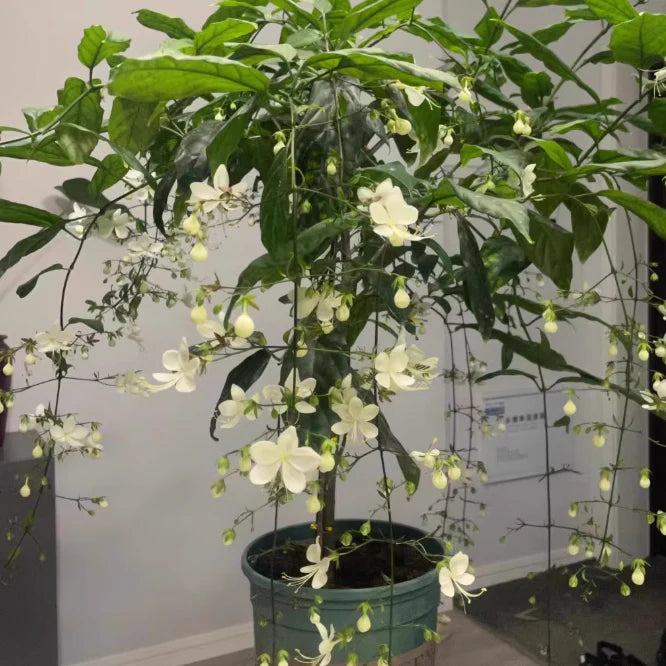 indian jasmine flower seeds 100+ SEEDS- Premium Fragrant Hanging Jasmine Flower Seeds – Easy Grow Cascading Blooms for Home Decor