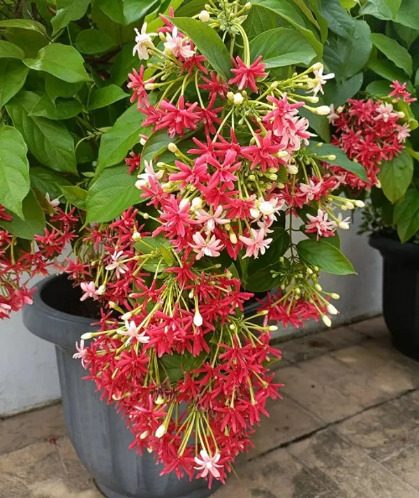 https://d1311wbk6unapo.cloudfront.net/NushopCatalogue/tr:f-webp,w-600,fo-auto/drh7Sksh_1500UZICAR_2024-03-23_3.jpg