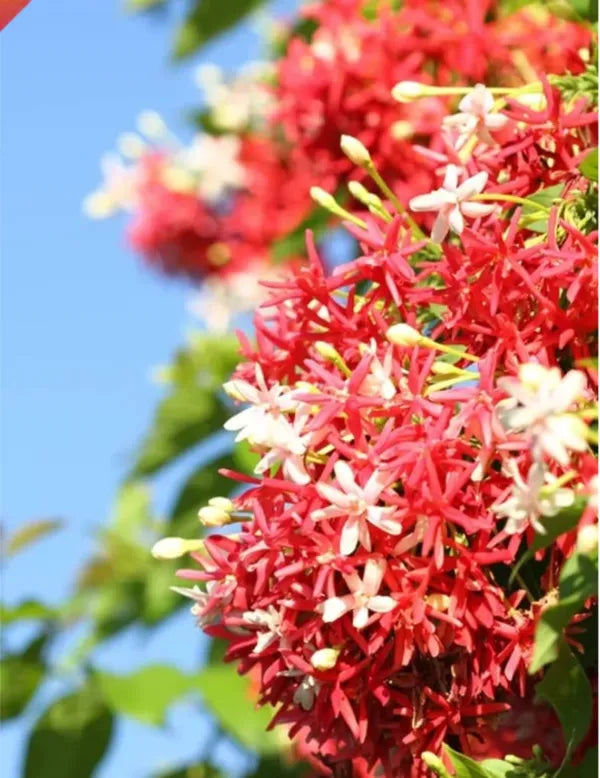https://d1311wbk6unapo.cloudfront.net/NushopCatalogue/tr:f-webp,w-600,fo-auto/drh7Sksh_MEEIRVFQGM_2024-03-23_2.jpg