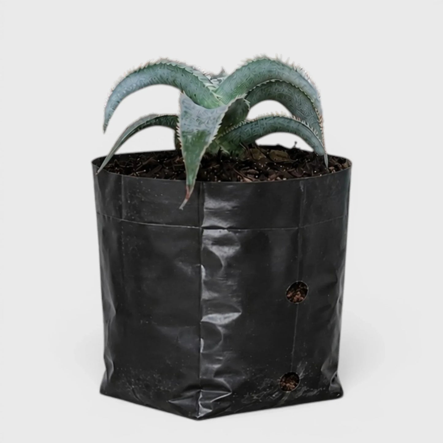 Dyckia Marnier-Lapostollei Rare Silver Bromeliad Live Plant