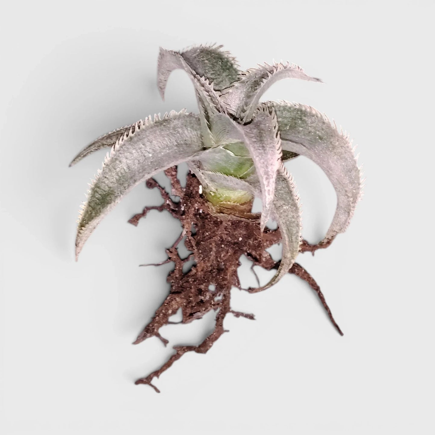 Dyckia Marnier-Lapostollei Rare Silver Bromeliad Live Plant