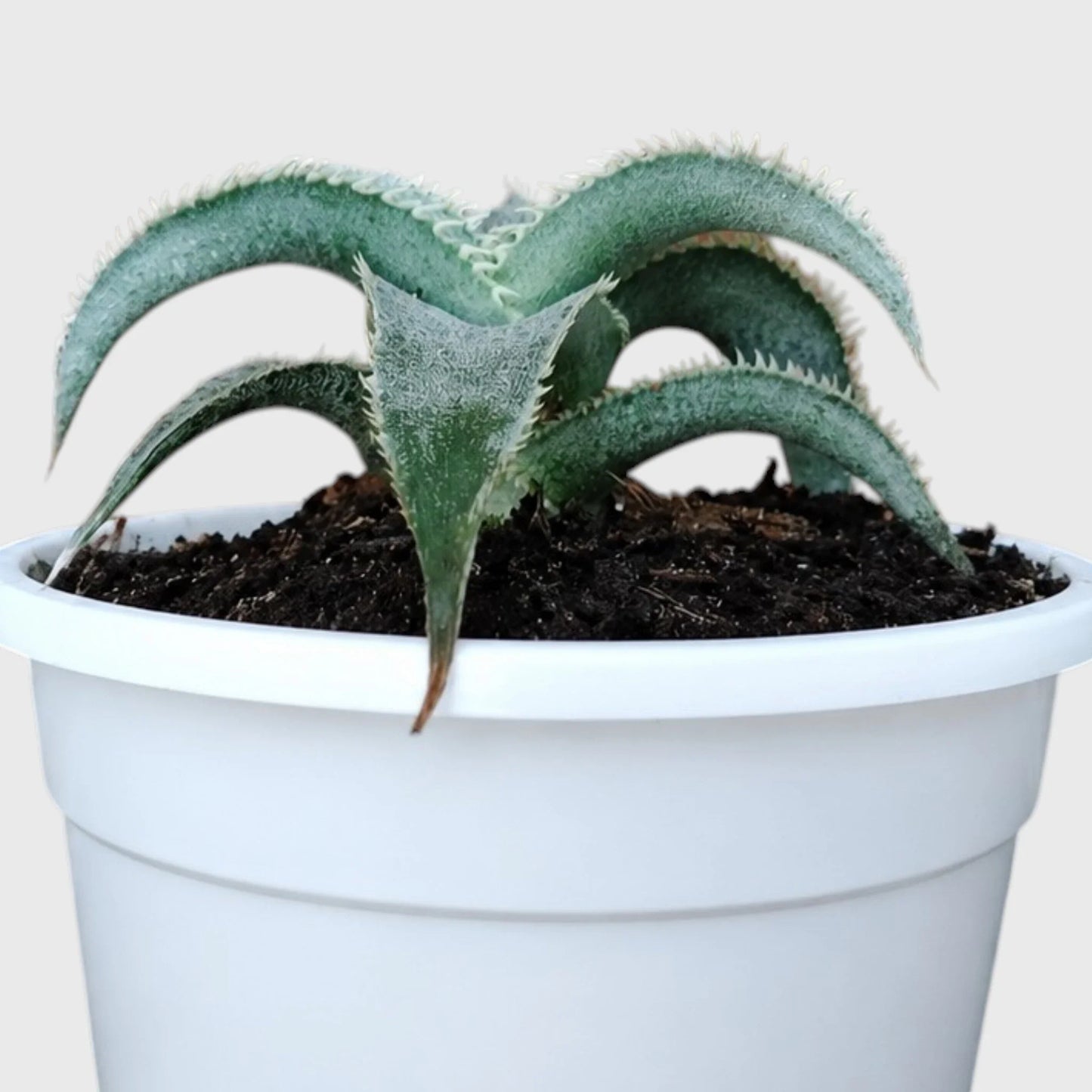 Dyckia Marnier-Lapostollei Rare Silver Bromeliad Live Plant