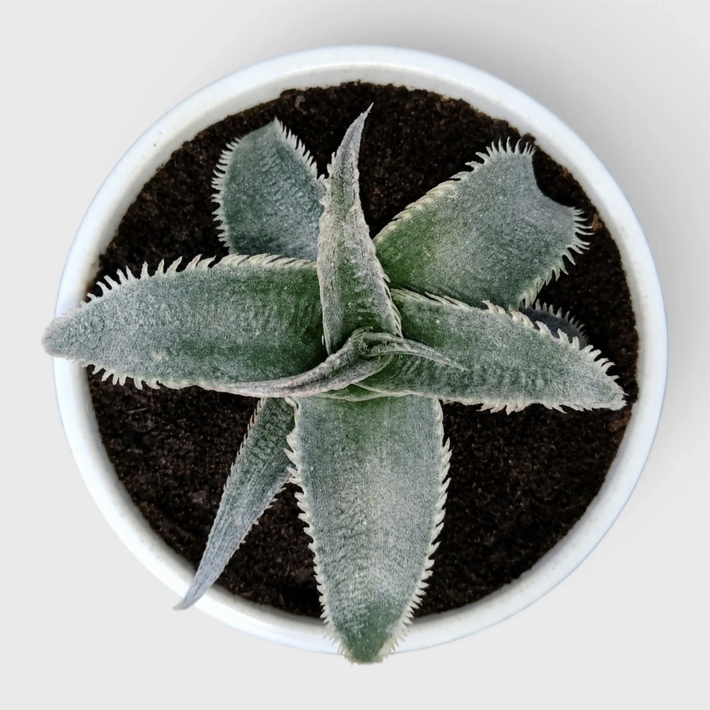 Dyckia Marnier-Lapostollei Rare Silver Bromeliad Live Plant